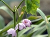 Ranzania japonica